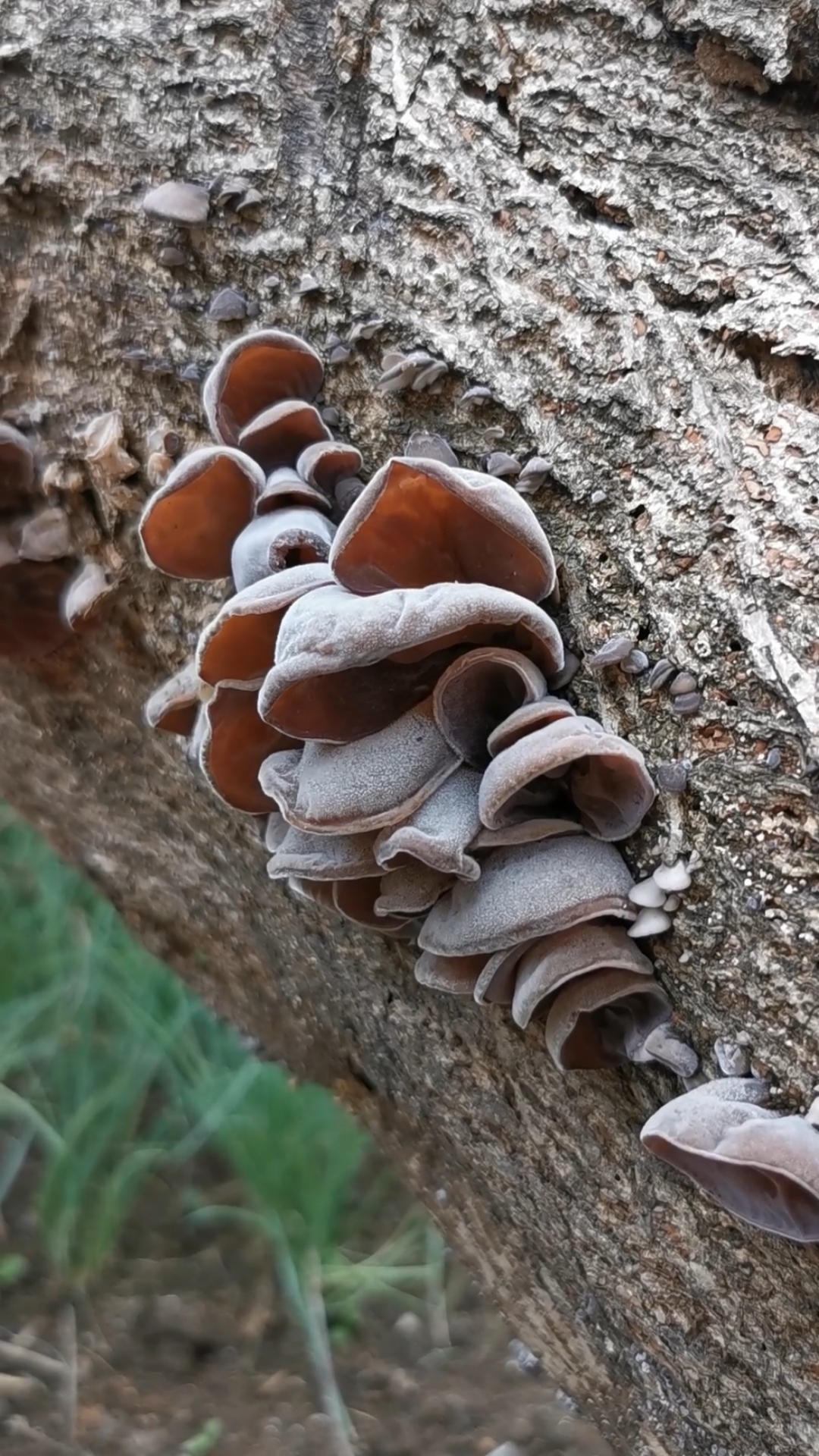野生木耳为何只生长在朽木上