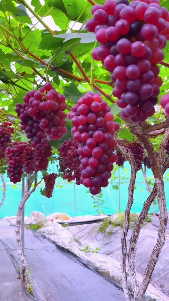 高高的葡萄挂在树上,好漂亮.