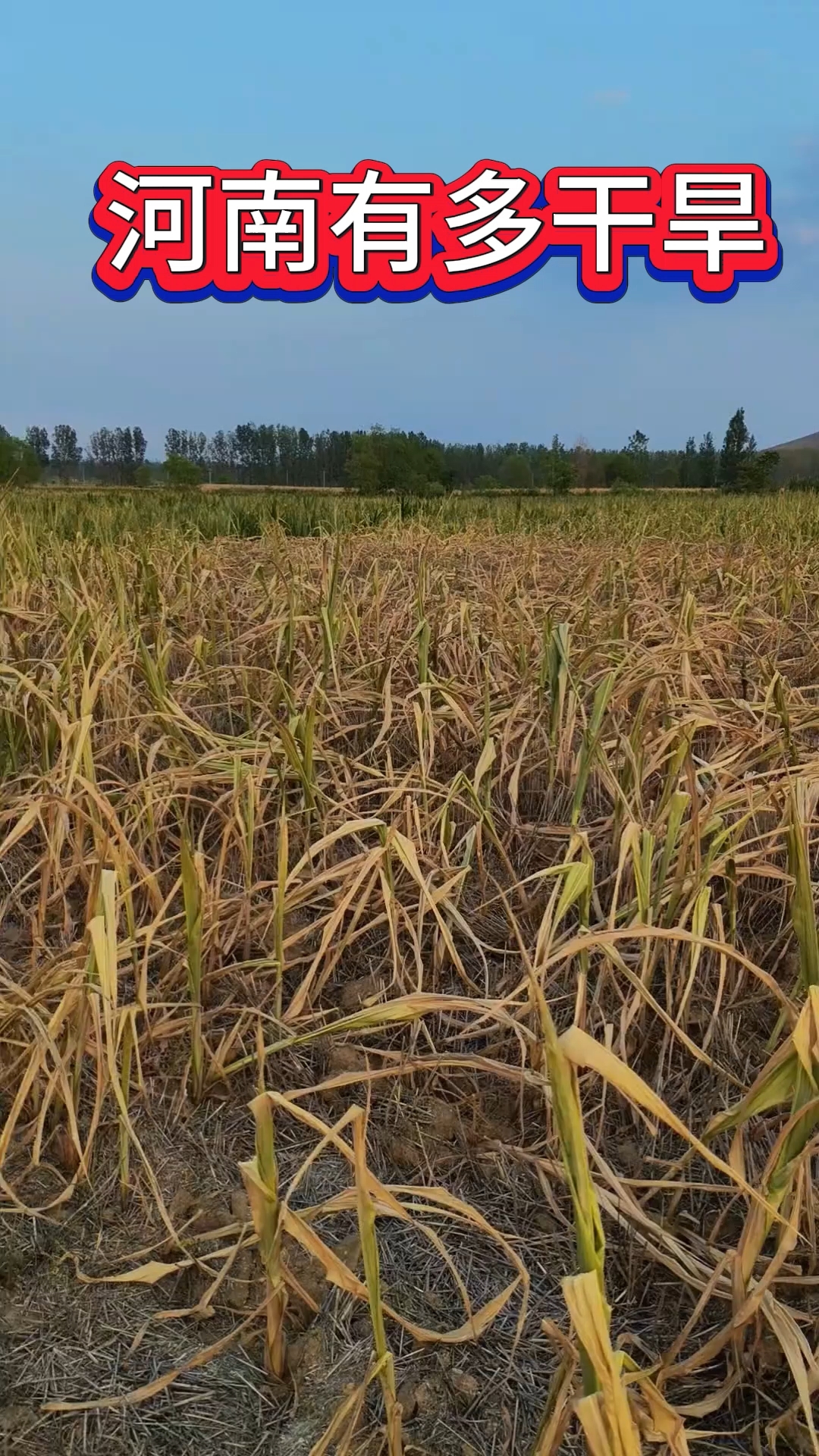 河南农民,40多年没见过这么干旱的天!