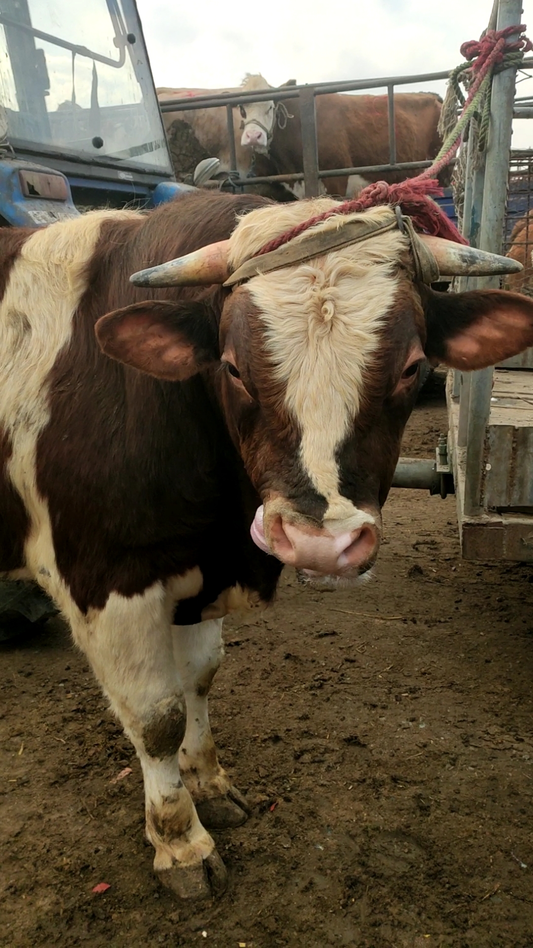 大公牛十三块多一斤