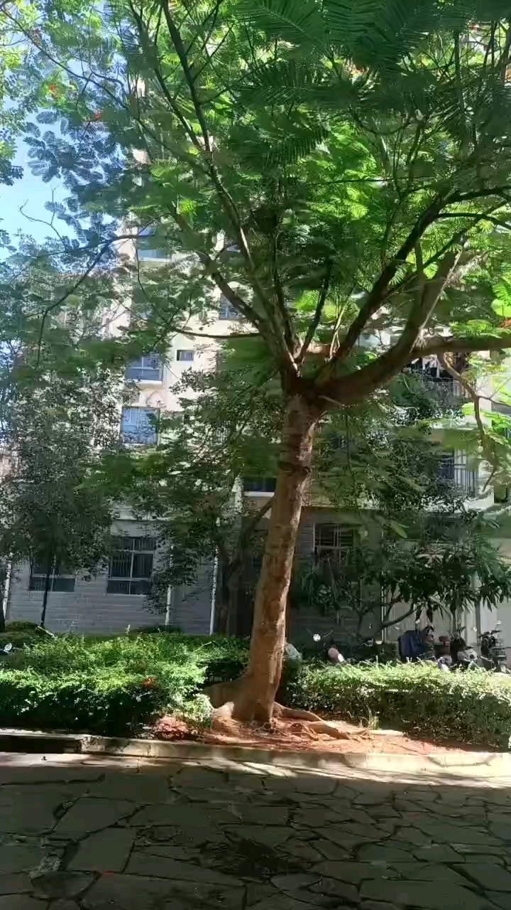 孤独的树一天天长大