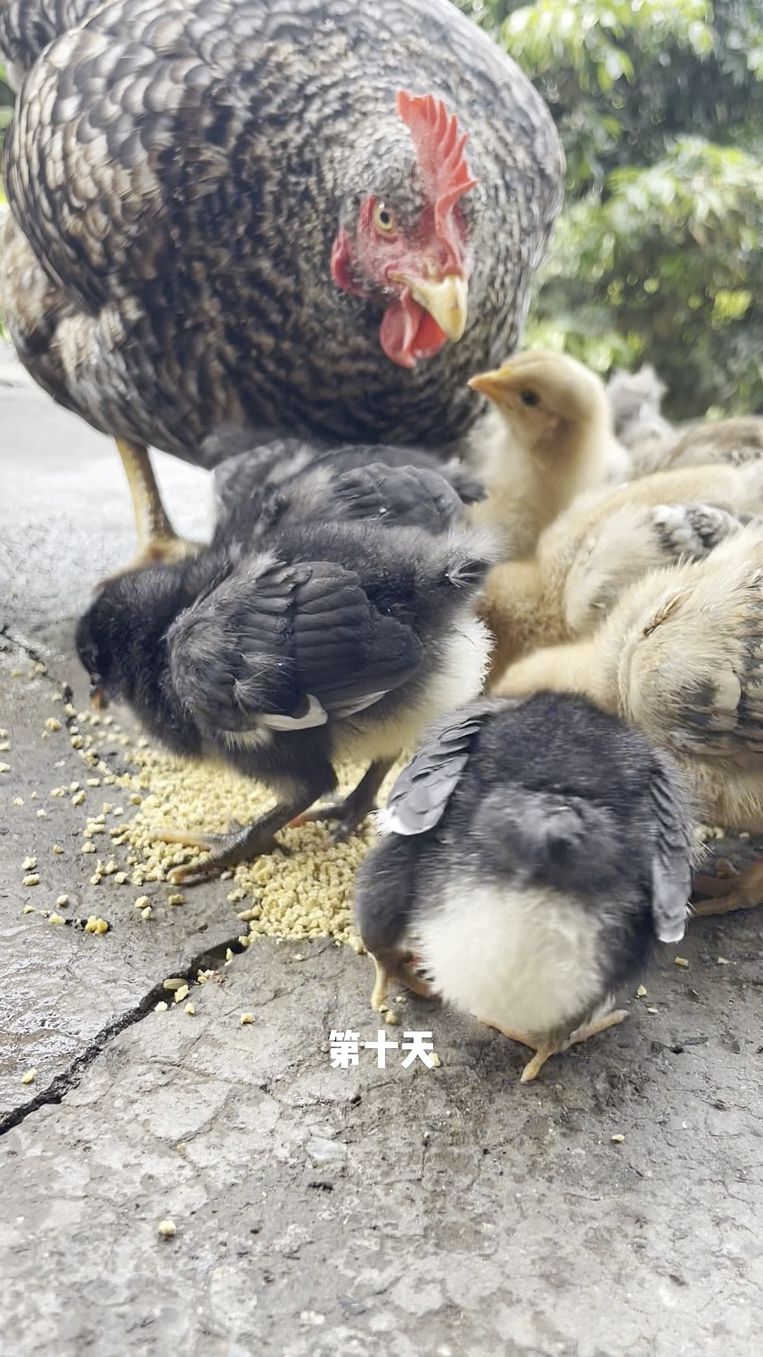 小鸡出壳10天的样子图片