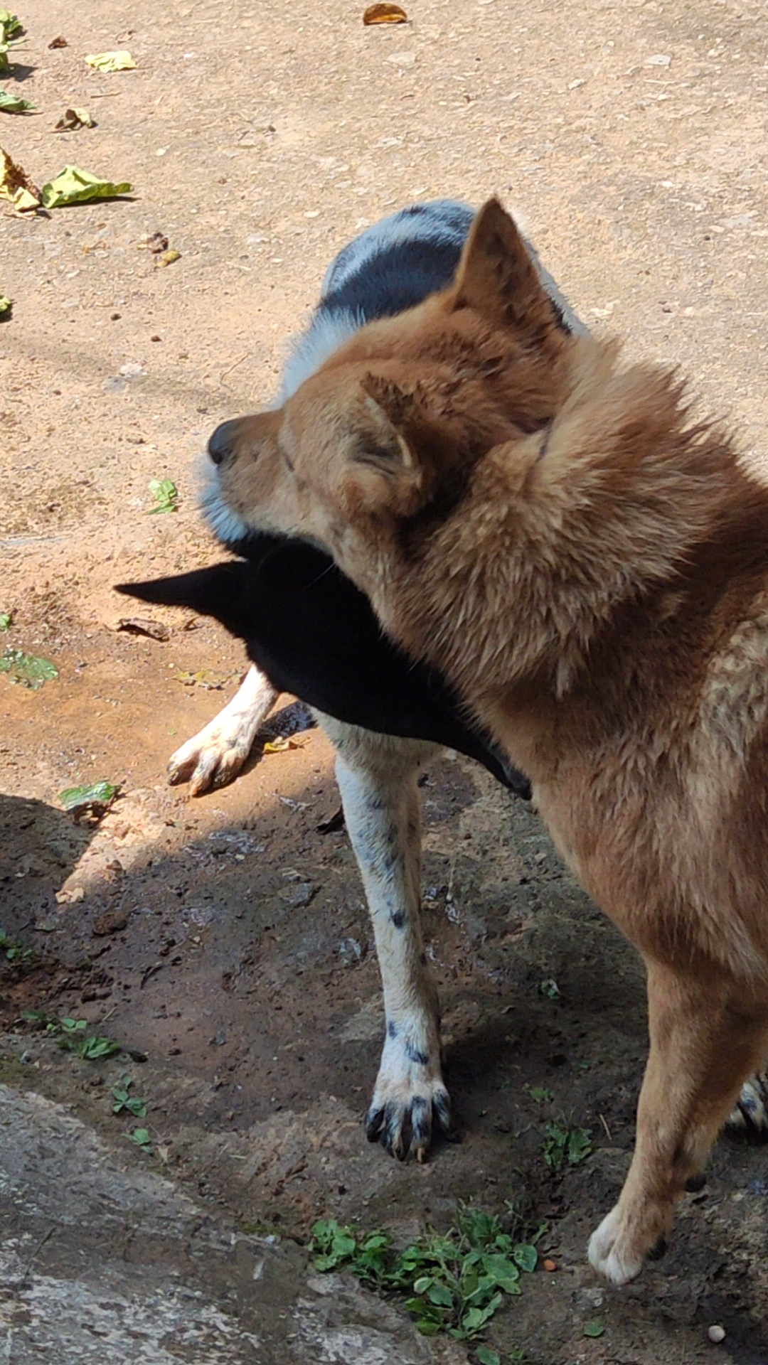 农村土狗打架图片