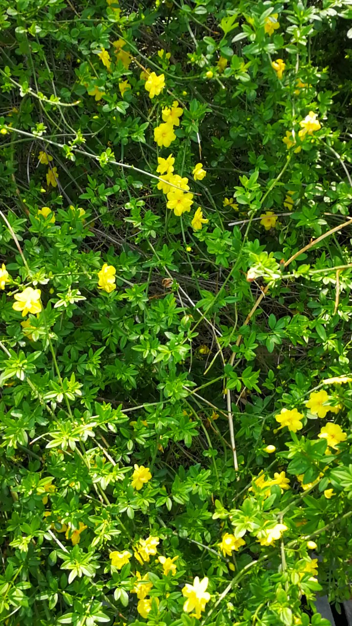 小黄花