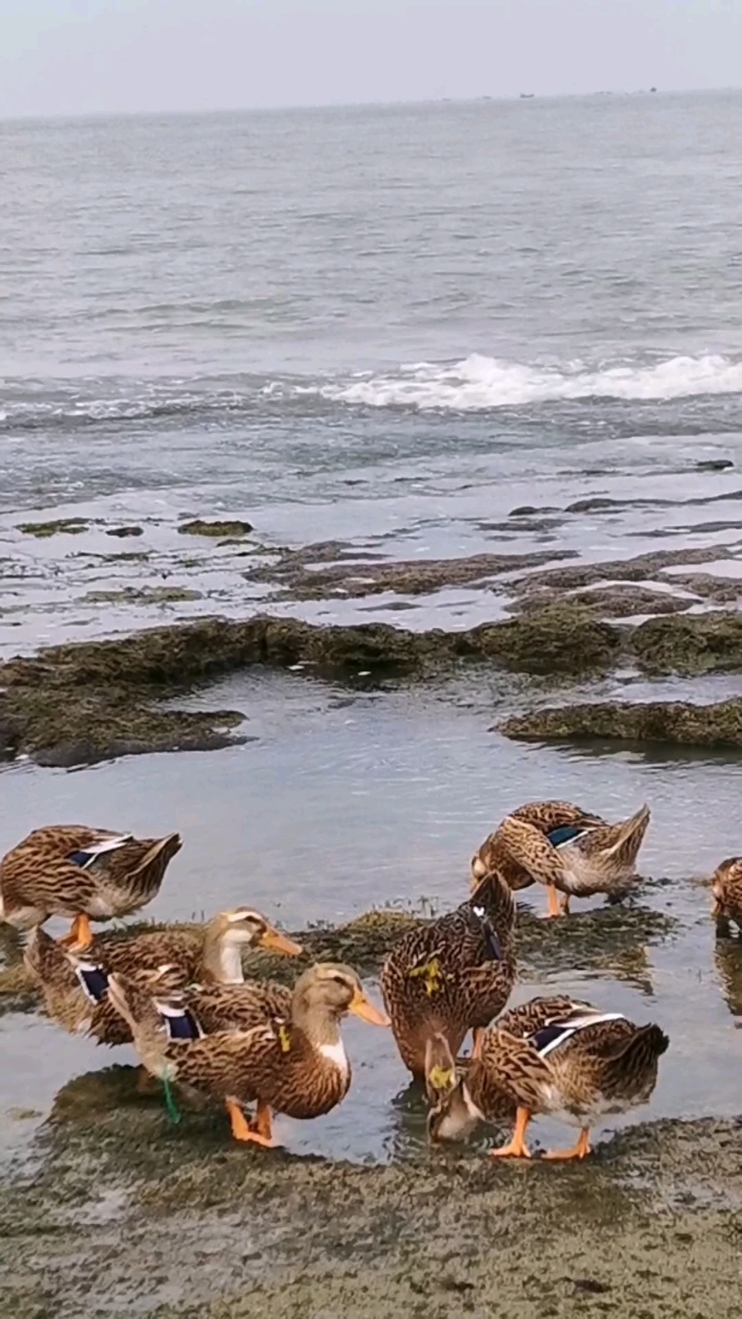真正的海鸭子,乐东县莺歌海镇