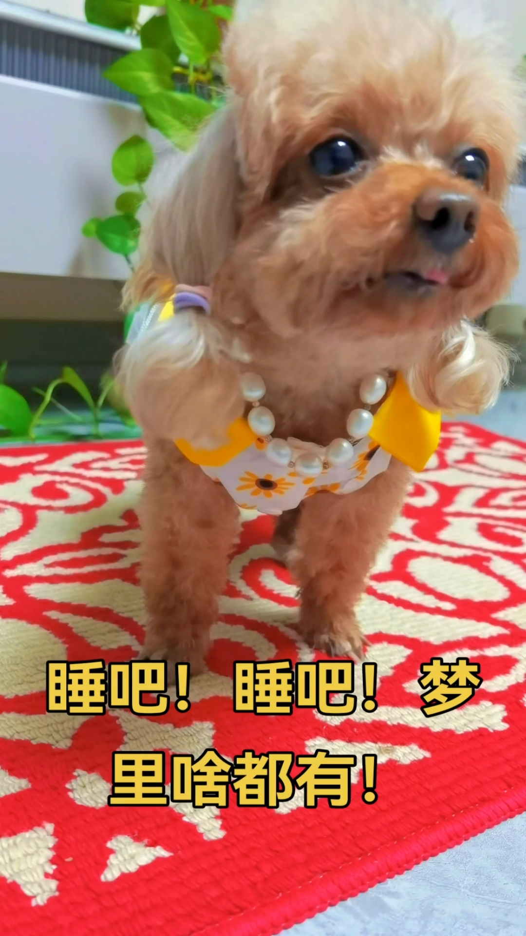 睡吧!梦里啥都有!哈哈