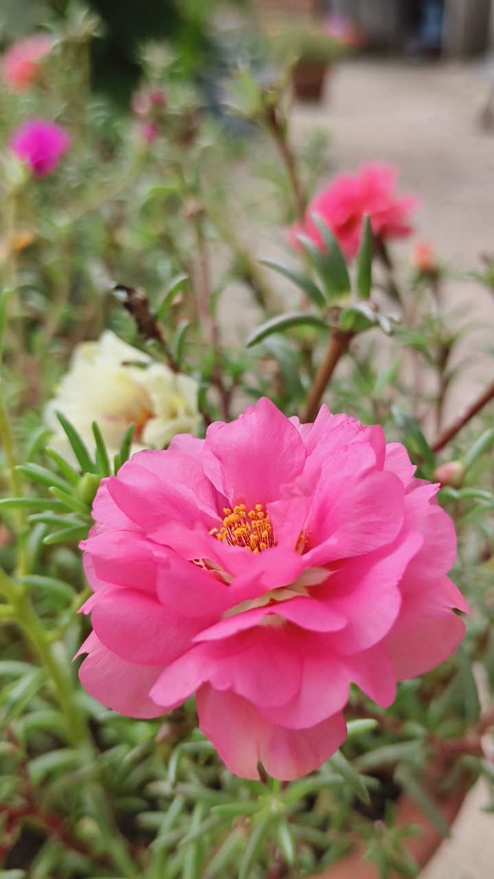 粉色重瓣太阳花,不是什么名贵的花,却开出了倾国倾城的美