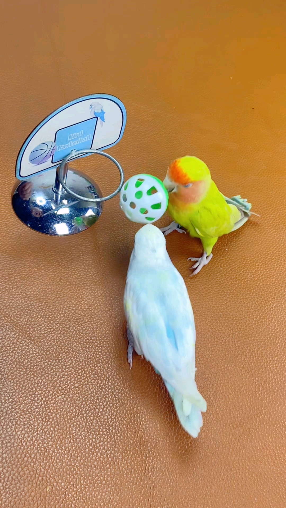 小鹦鹉篮球争霸赛火热进行中