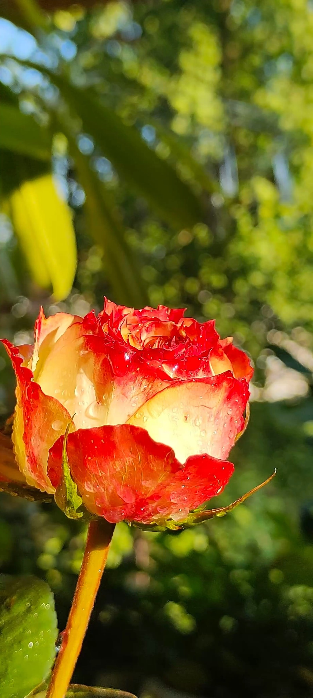 花朵沐浴在温暖的阳光下