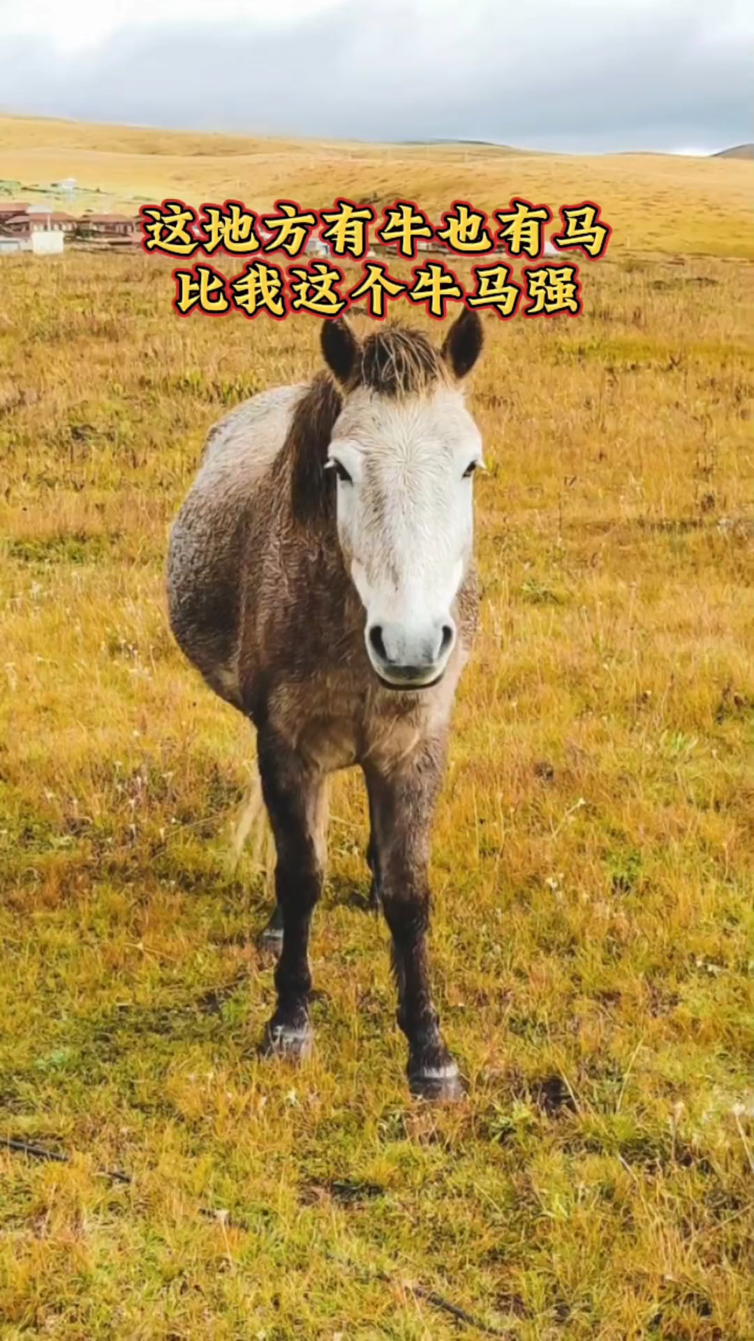 牛+马是什么字(牛溲马勃,打一生肖)