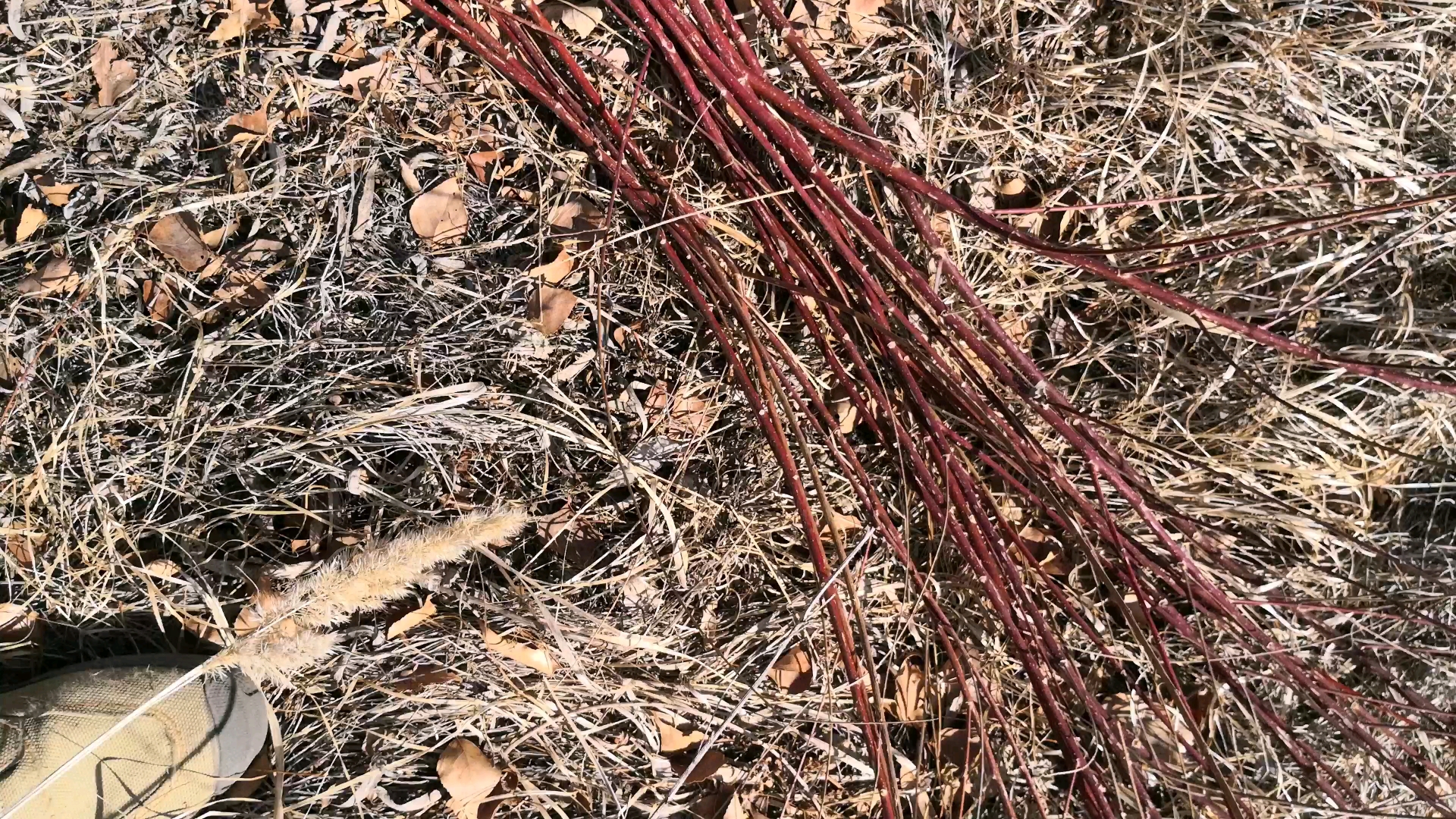 这是红柳树,一年生枝条是红色的