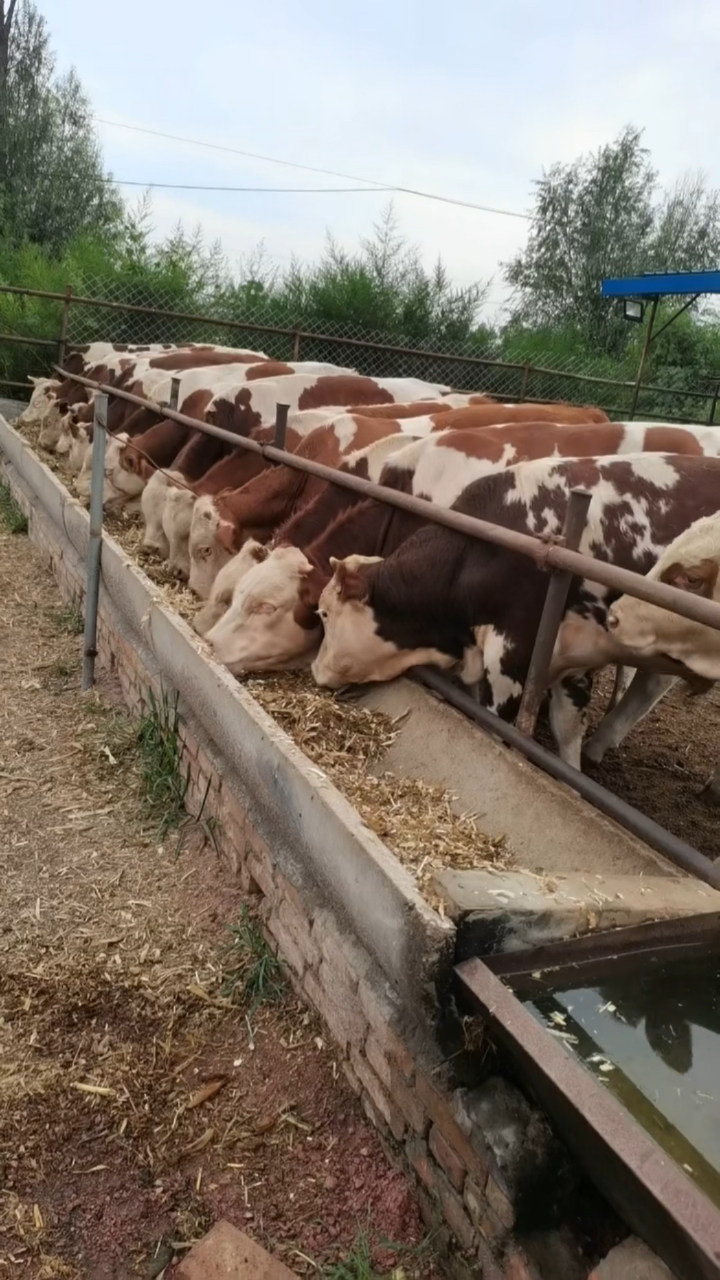 五百多斤四代西门塔尔公牛