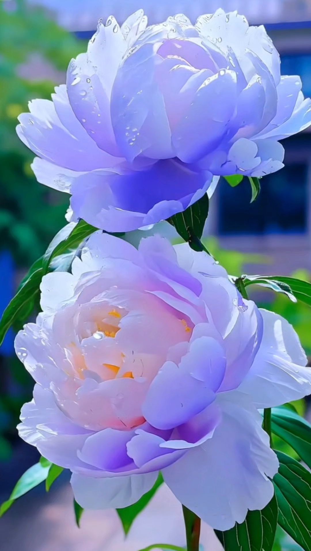 牡丹花
