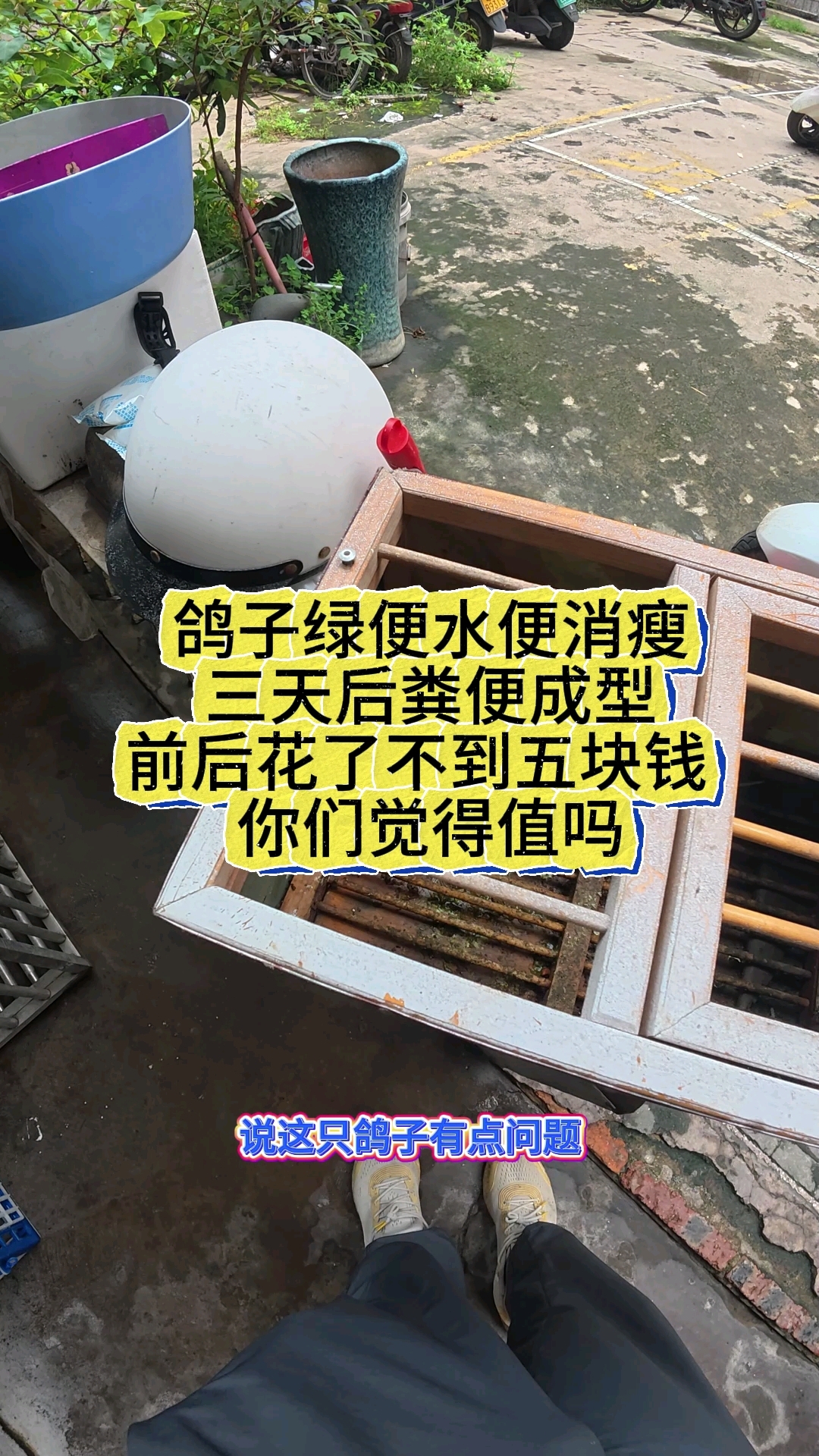 鸽子绿便水便消瘦,前后花了不到五块钱你们觉得值吗!