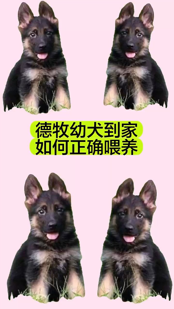 德牧幼犬喂养正确方法图片