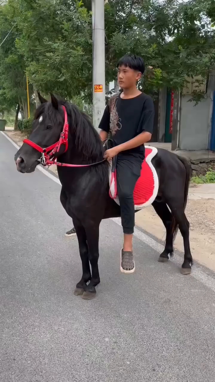 威尔士pony五岁公马肩高120cm专业调教骑乘稳定可骑可配