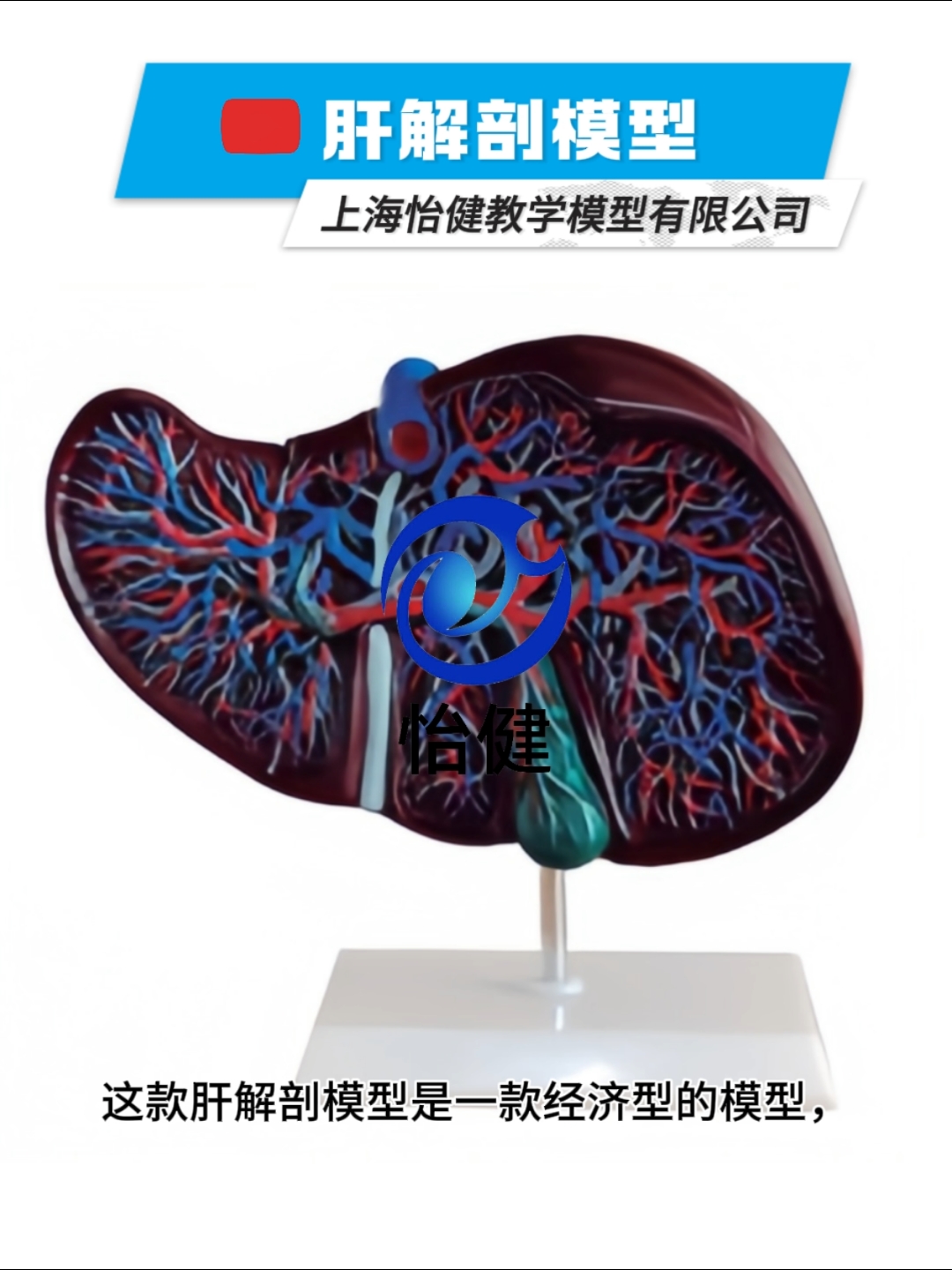 肝解剖模型
