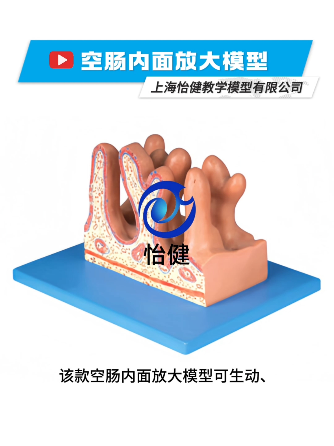 空肠内面放大模型