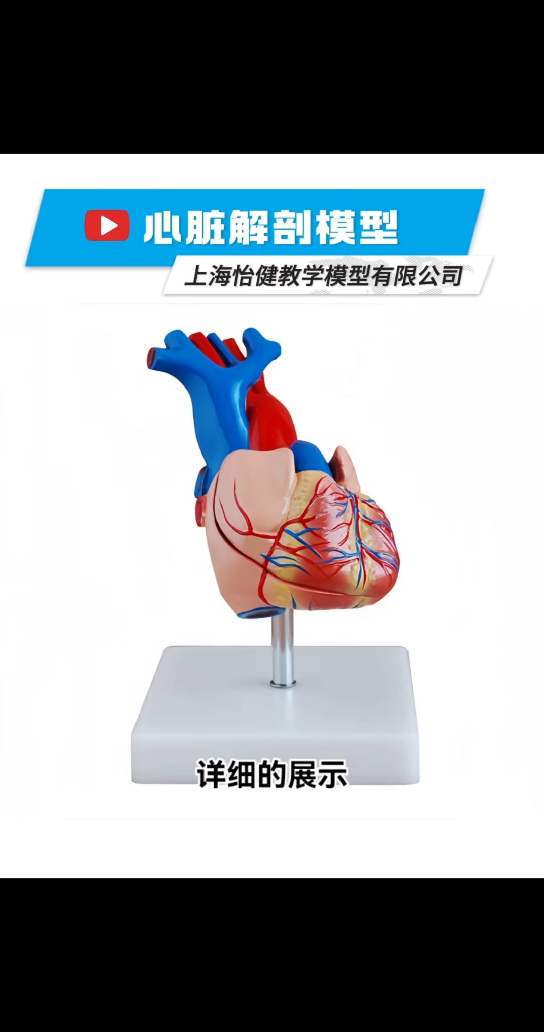 心脏解剖模型