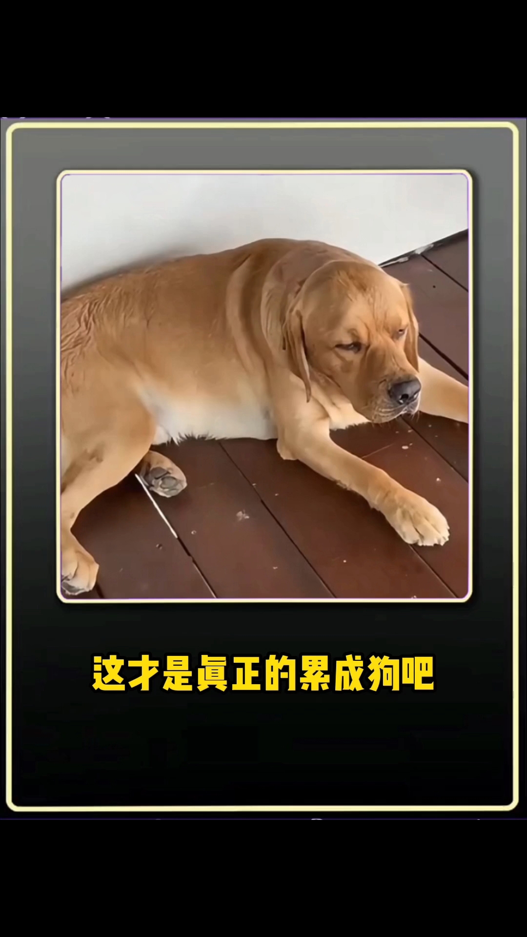 这才是真正的累成狗吧