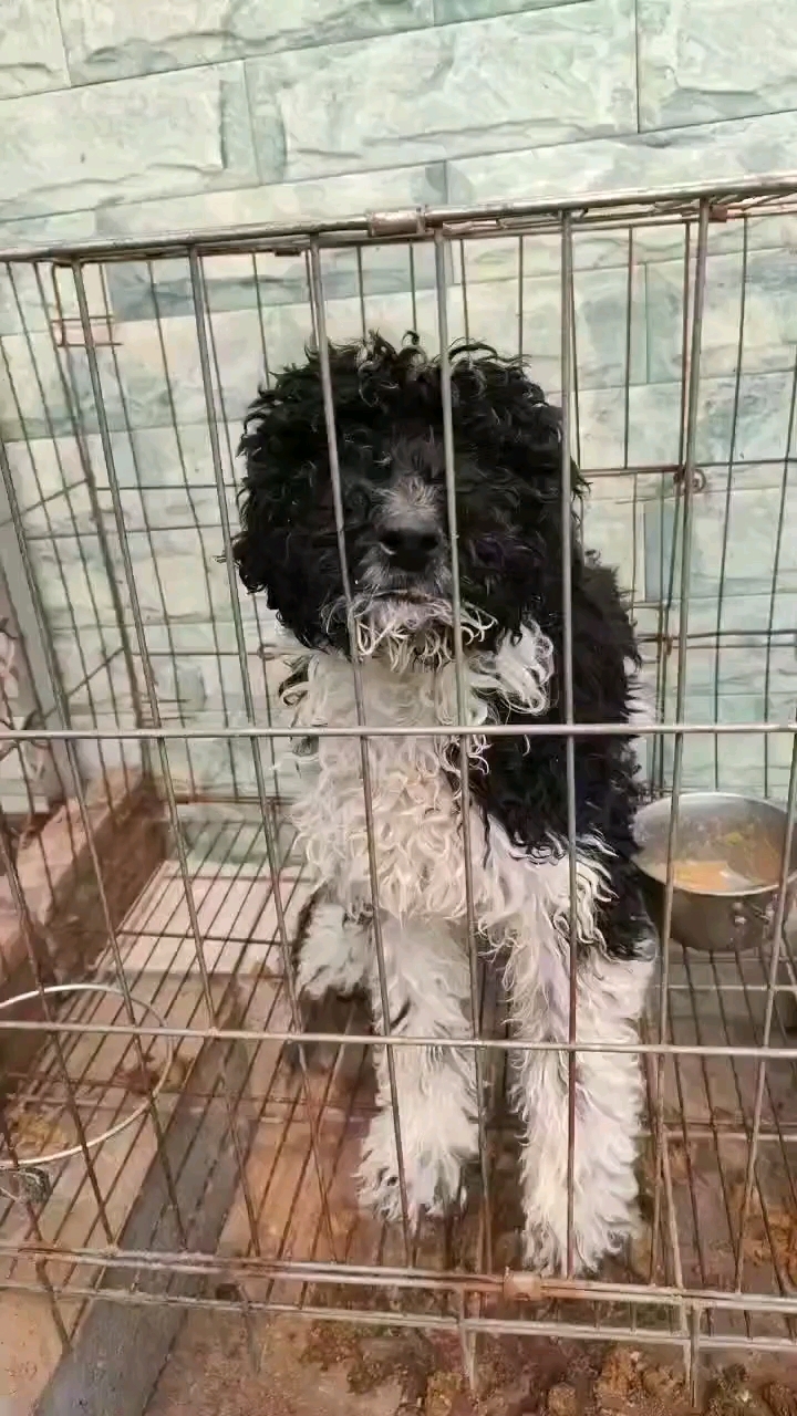 巨贵犬,已经开始大面积返灰了