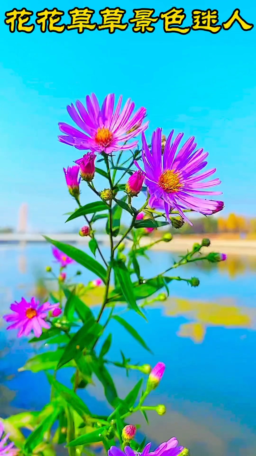 最美的花草风景图片图片