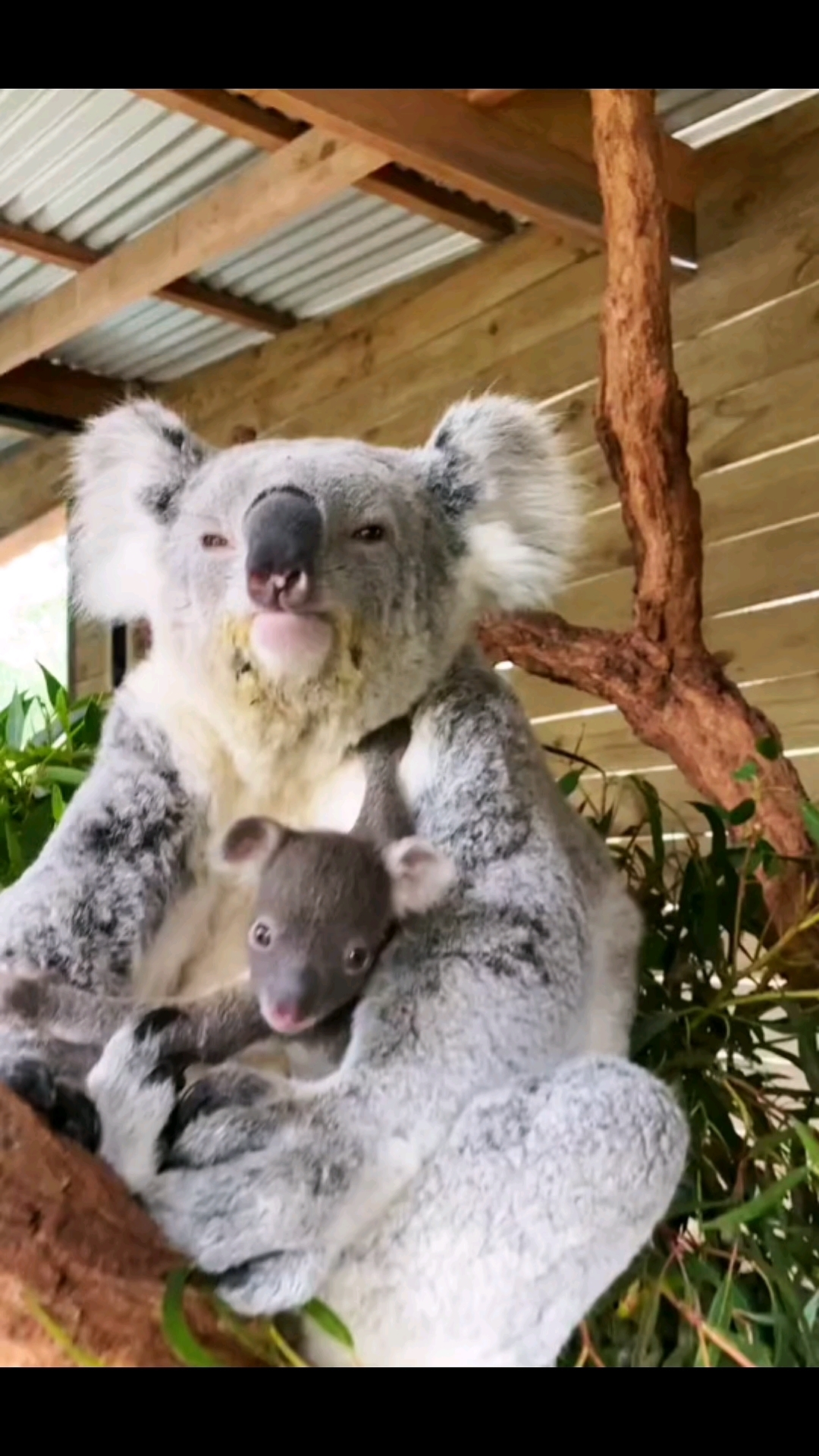永远淡定的考拉妈妈