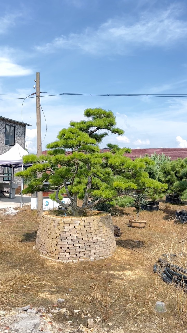 多杆黑松怎样造型图片