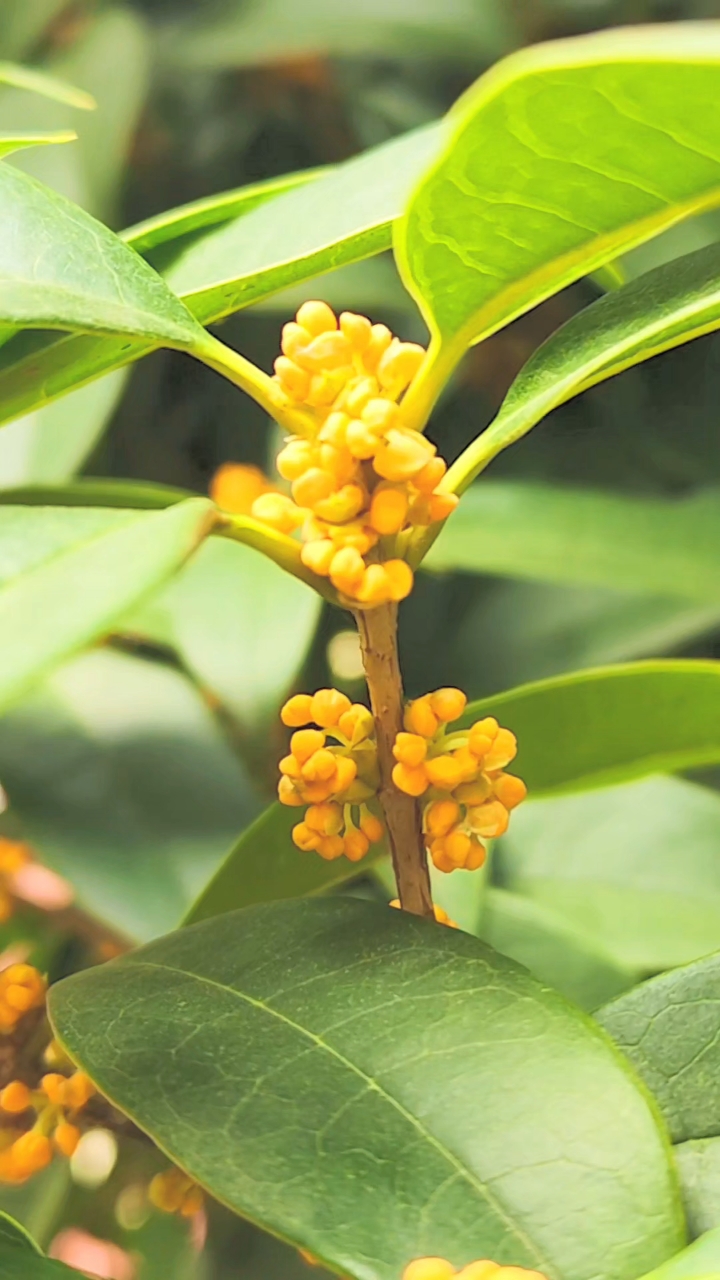 金色桂花花蕊含苞待放