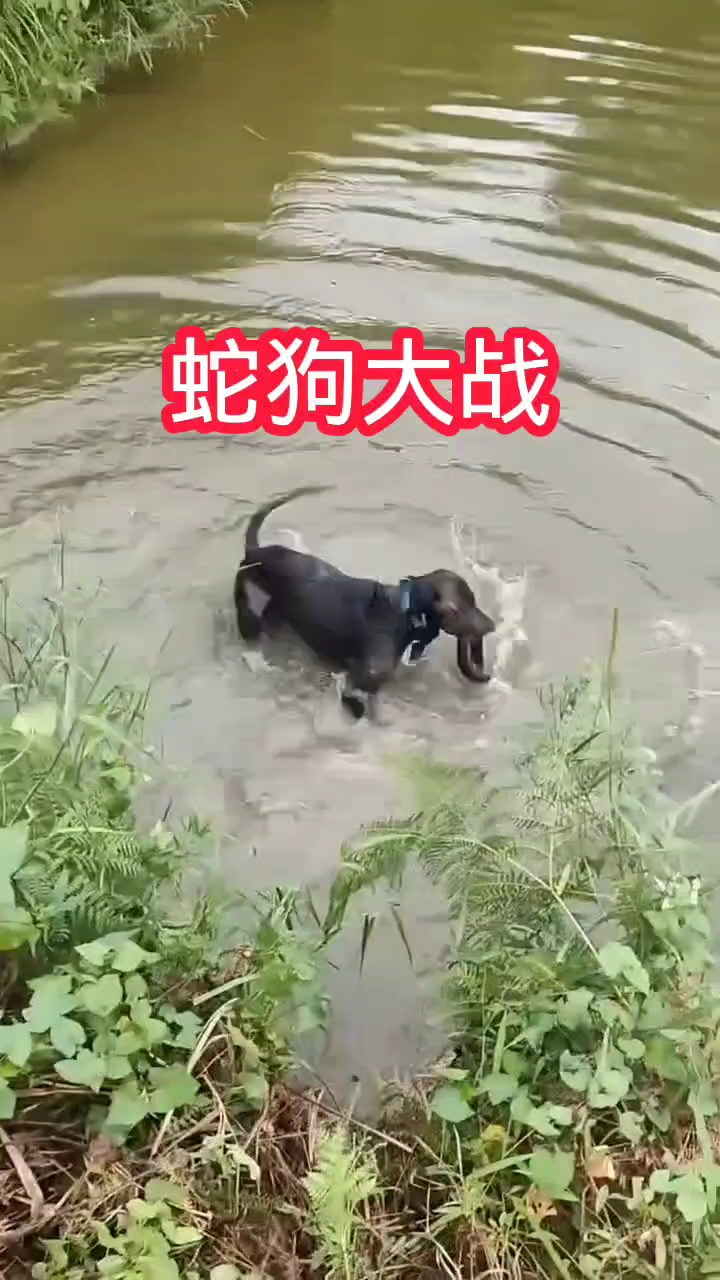 蛇狗大战,狗子赢了!