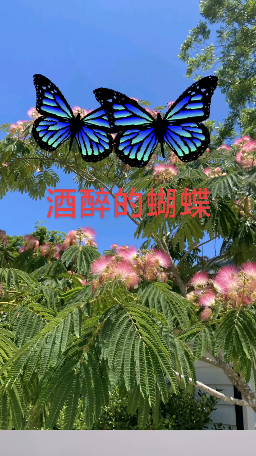 高清音乐《酒醉的蝴蝶》