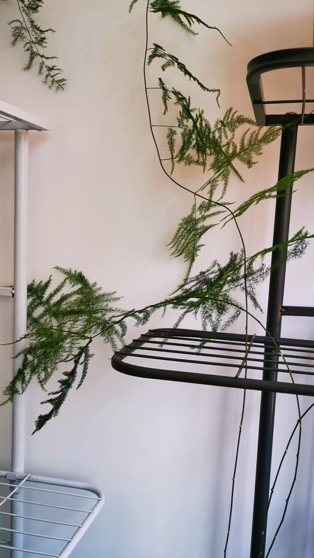 家里的文竹会爬藤了#文竹的寓意是永恒以及爱情长久