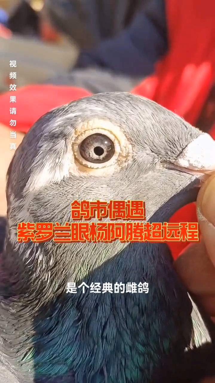 鸽市淘宝,偶遇紫罗兰眼杨阿腾