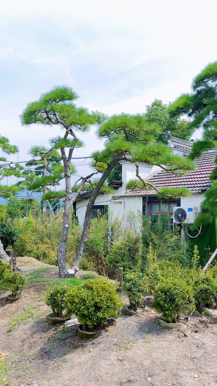 一棵多杆造型黑松庭院景观树