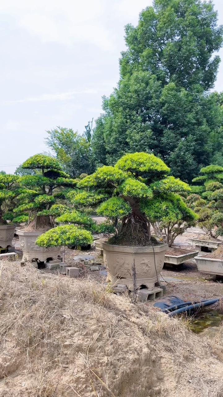 罗汉松盆景树高档花卉庭院植物