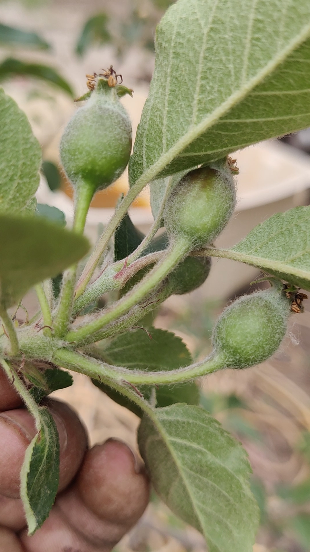 5月2号乐琪火箭果苹果新品种的幼果表现