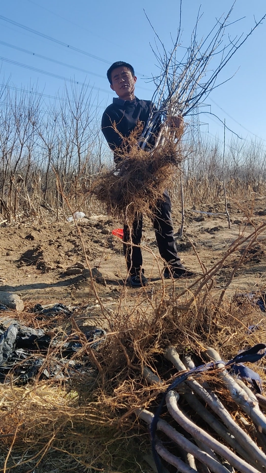 八棱海棠根系图片图片