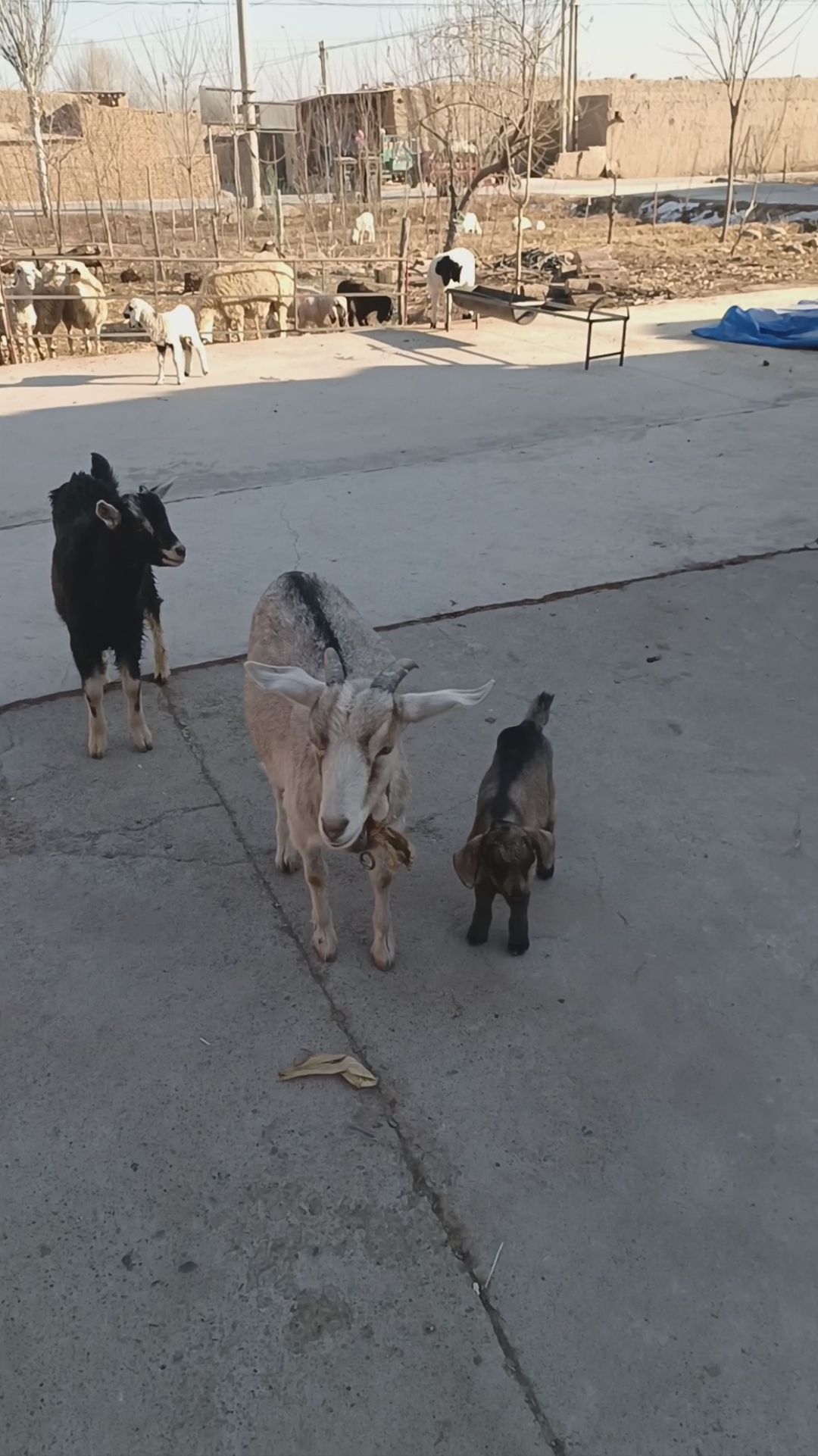 阿尔卑斯奶山羊#画眉奶山羊#瓦格吉尔绵羊