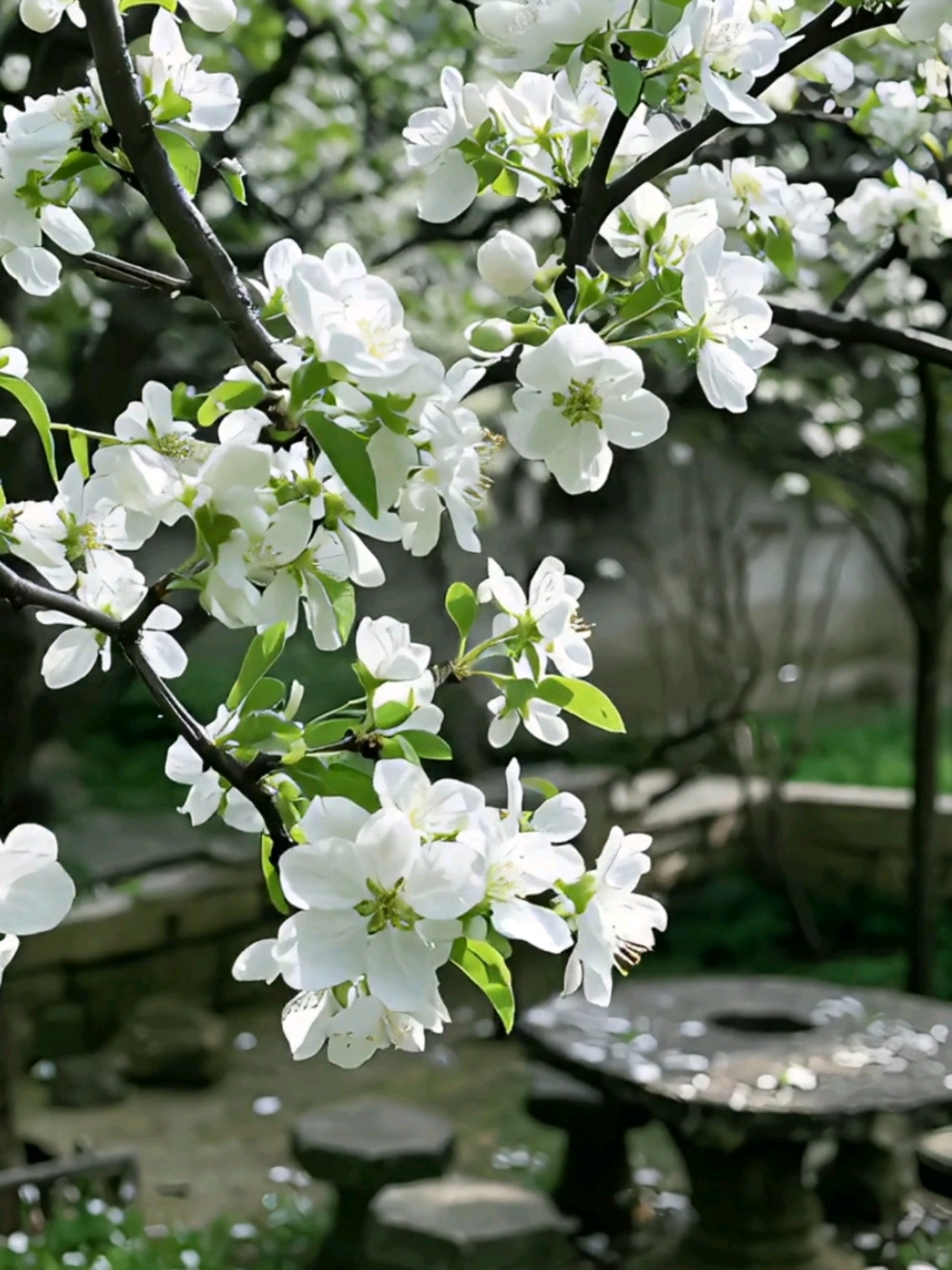 小院一角:梨花带雨的美,有人能懂吗?