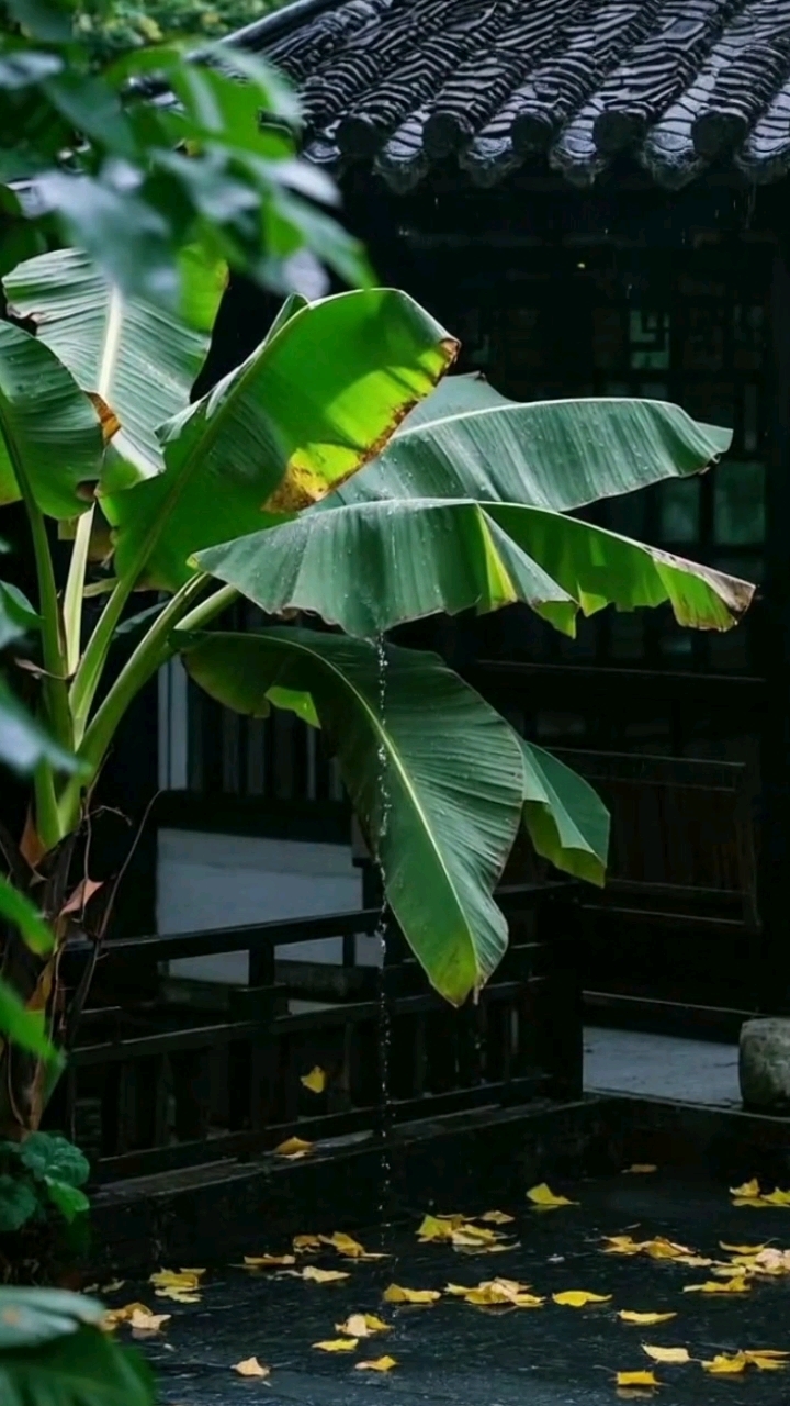 庭前落叶无人扫,雨打芭蕉听雨眠!