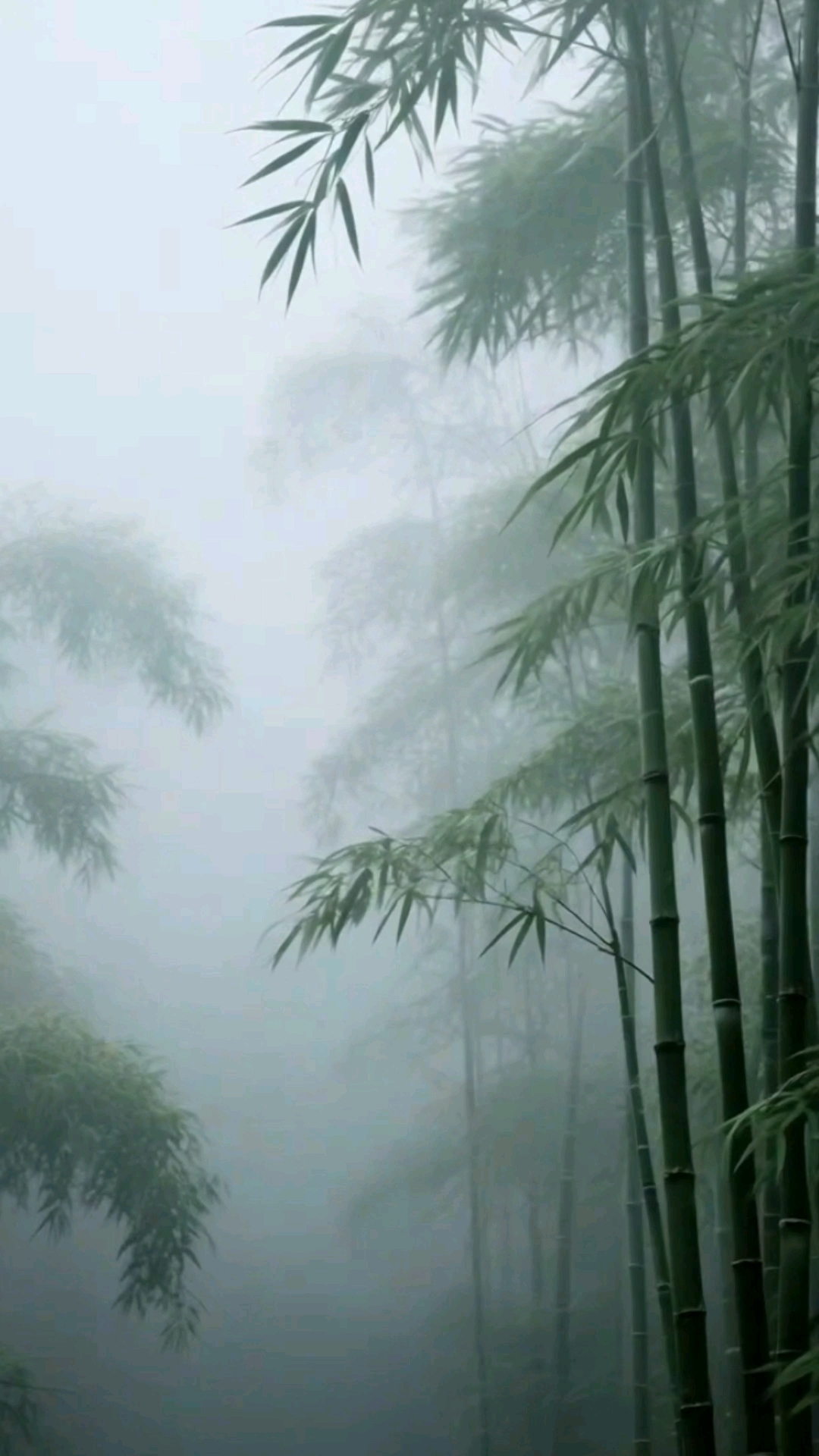 竹径雾深:虚怀若谷尘心净,自有清歌伴月弹