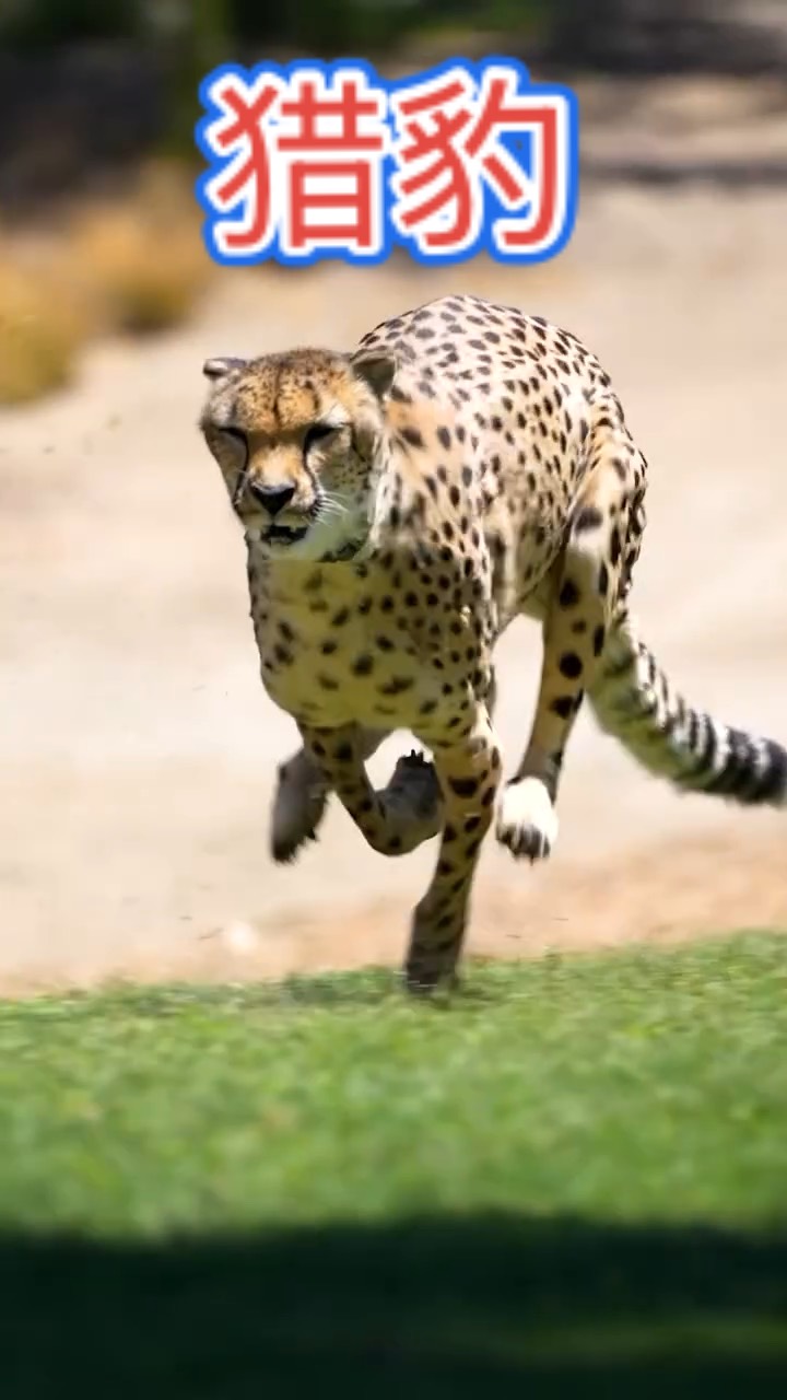 在奔跑中的猎豹,速度如同闪电