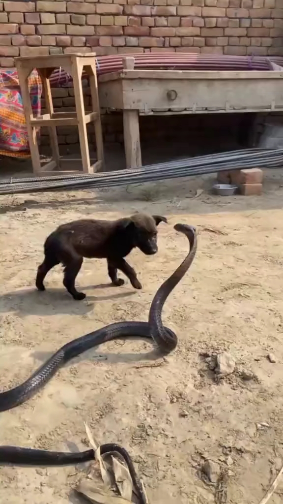 蛇与狗的哪些故事?