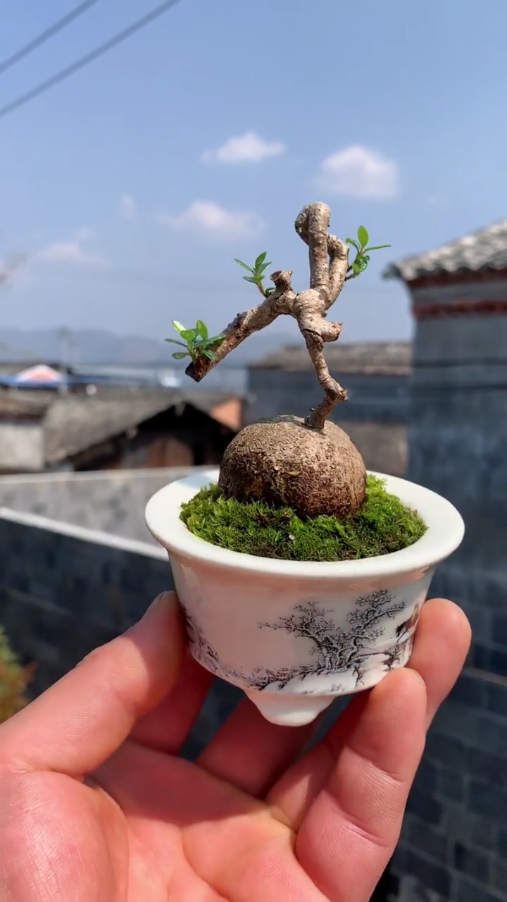 云南腾冲珍珠米叶五翅莓