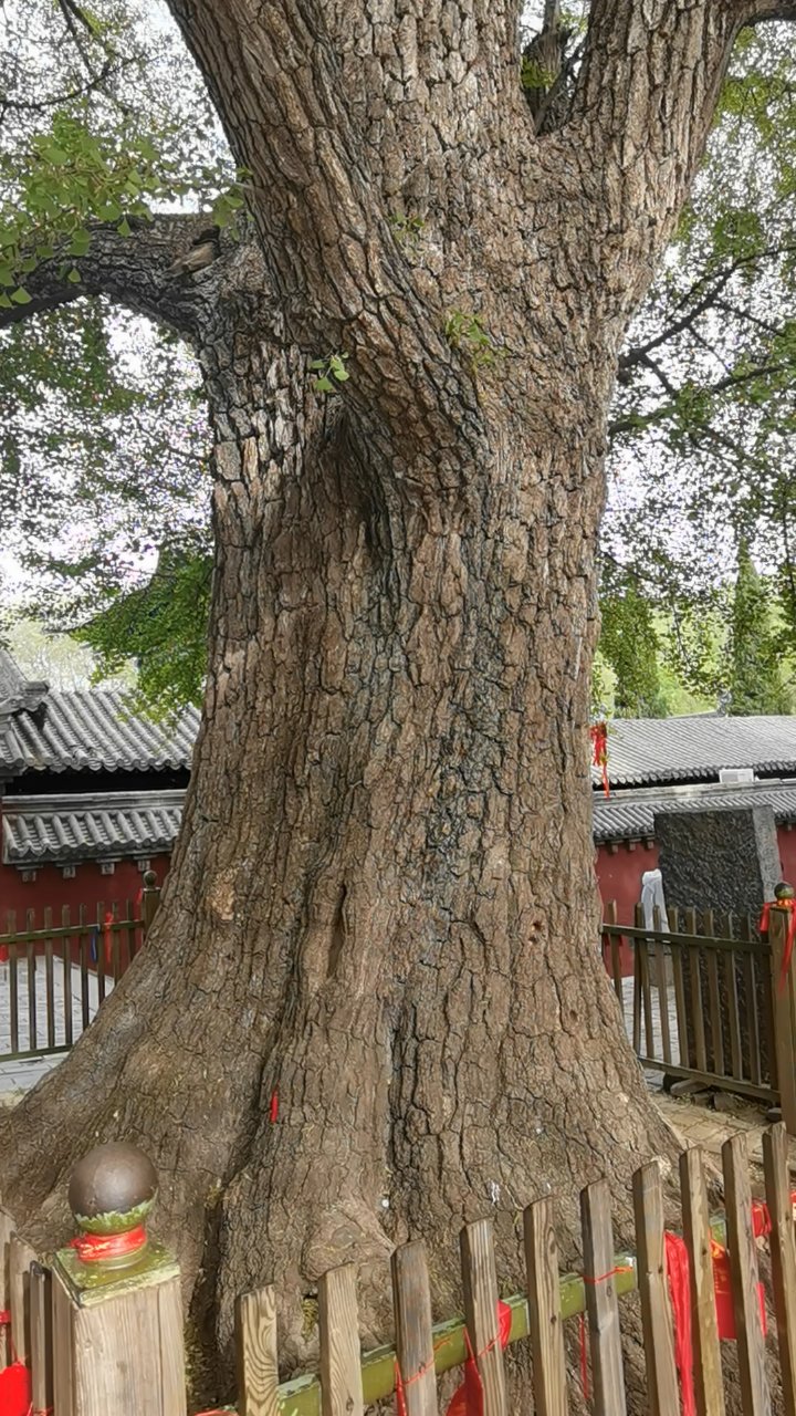 冰球突破新华网河南频道