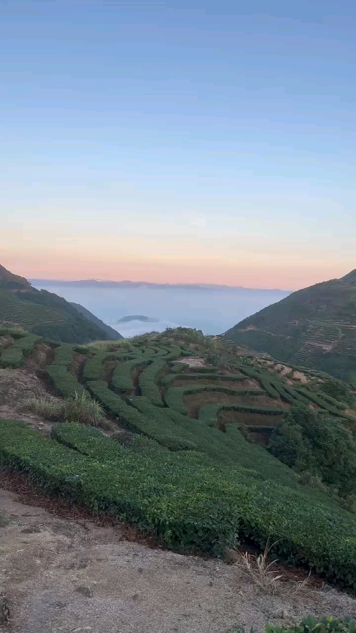 揭西茶园偶遇云海