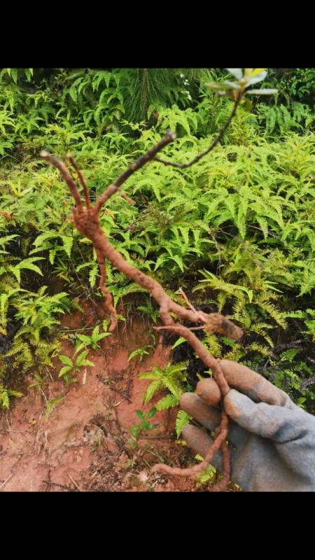 几颗酸藤子小老桩,自然弯曲,四季常青,果子酸酸甜甜可以吃-度小视