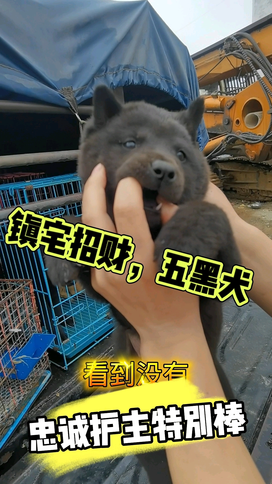 广西土猎五黑犬,黄狗农村大黄