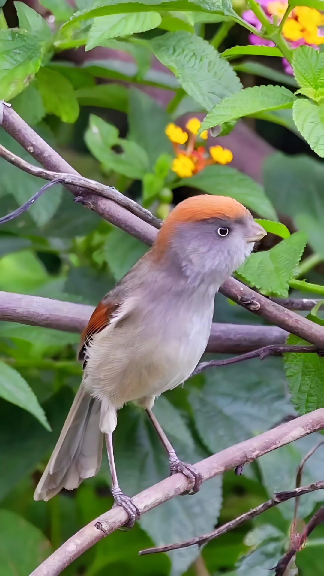 野外拍到一只黄豆鸟,个虽然不大,打架从不怕,咬人很疼