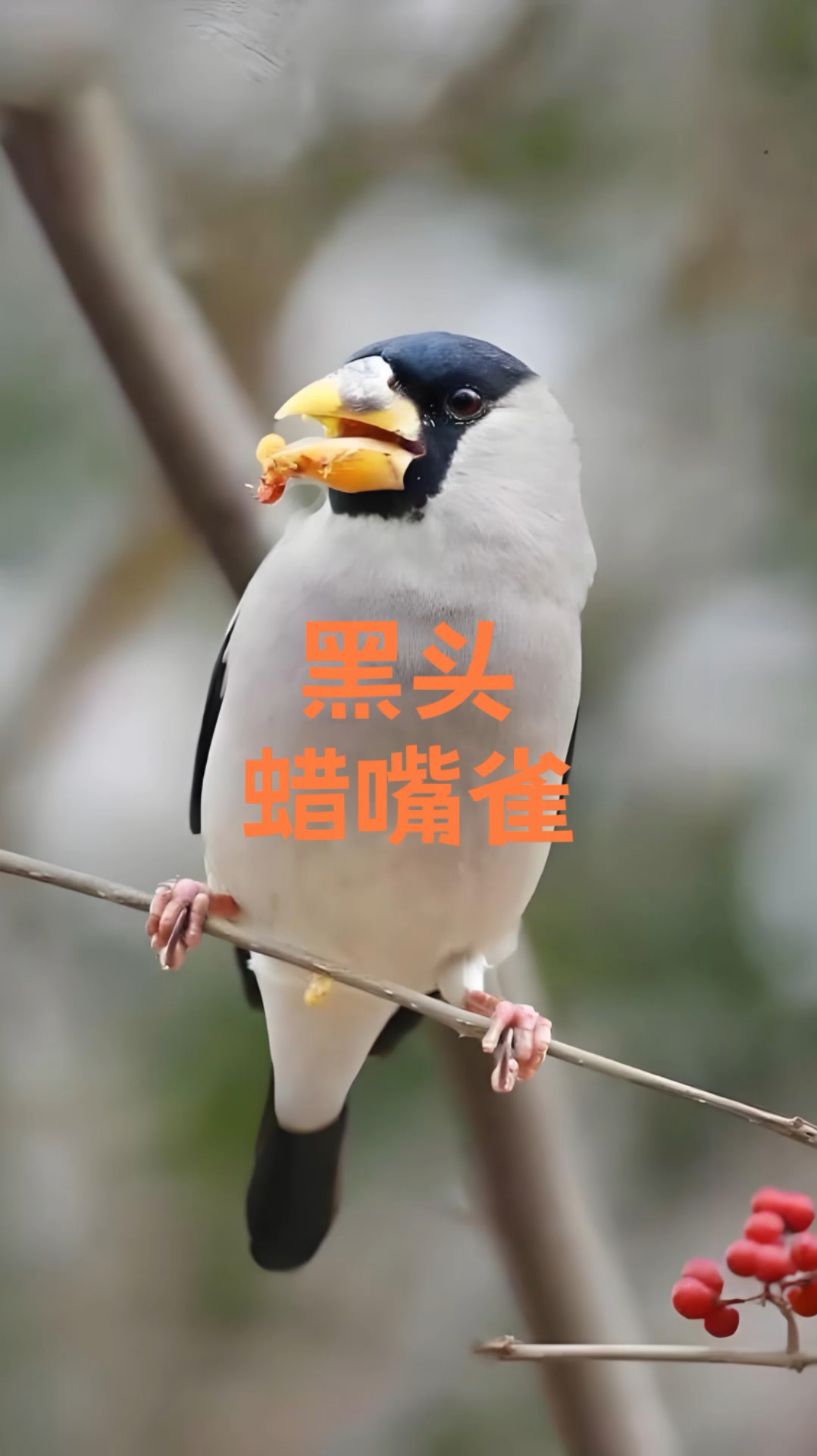 蜡嘴雀精品叫口,极品蜡嘴雀上性大唱